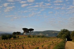 vignes du bierzo