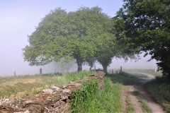 brume matinale de galice